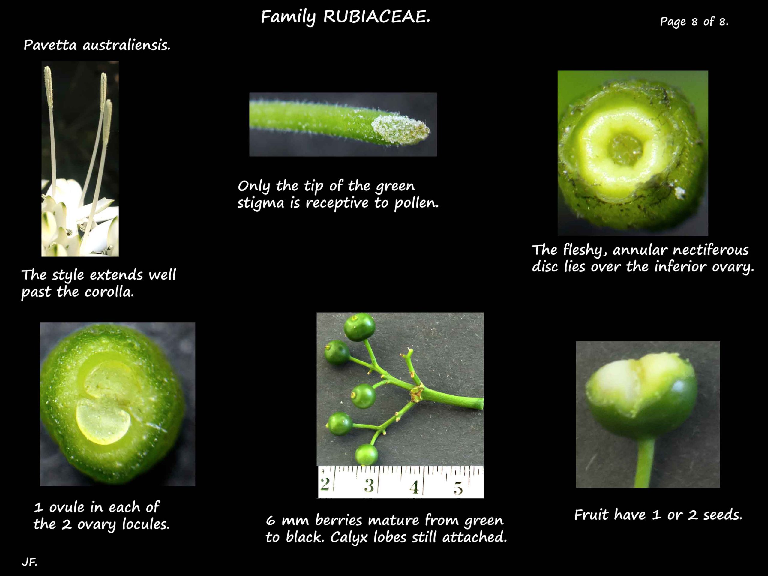 8 Pavetta ovary & fruit